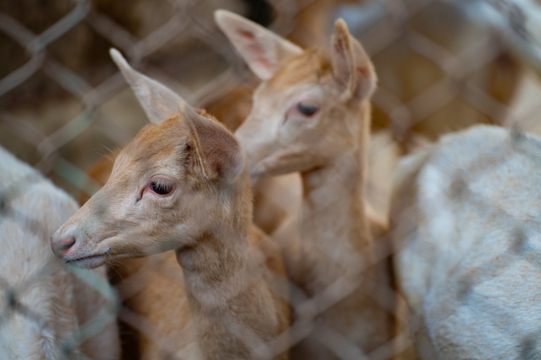 Photo Wildlife encounter